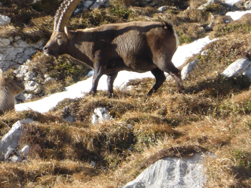 A1003 - Gut genaehrter Steinbock