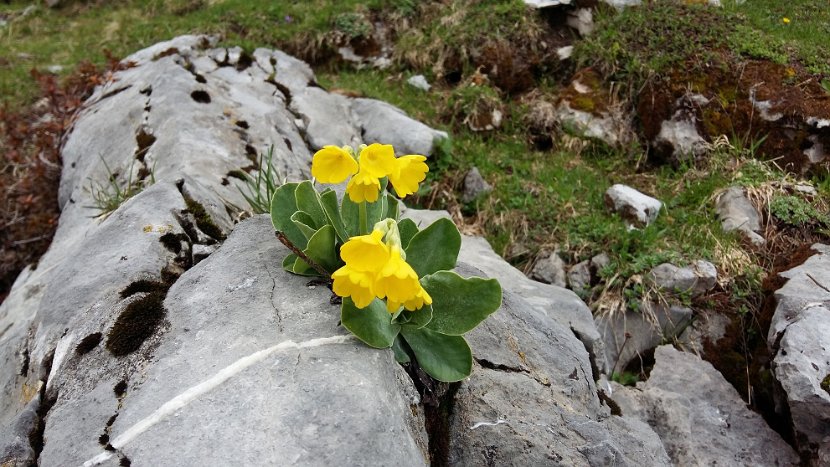 2016-06-06_11.25 primula aurikula Fluehbluemchen