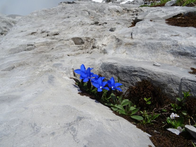 10 - eine von 1000 herrlichen Blumen