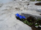 10 - eine von 1000 herrlichen Blumen.jpg