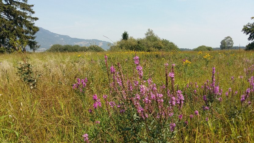 2018-08-06_11.50 Ruggeller Riet Natur pur