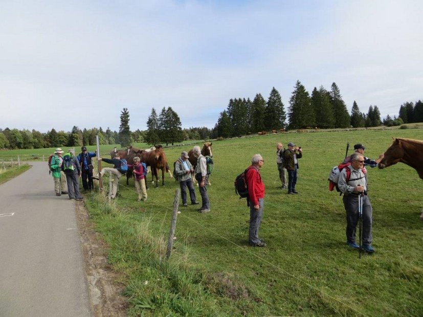 08.10.19-04 Bewaeltigungsversuch des Zwickdrahtes und Verteilung von Streicheleinheiten