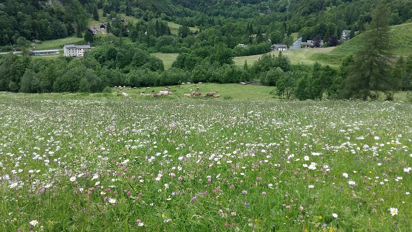 002_18.06.20_ws Blumenwiese bei Mogno