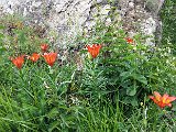 021_19.06.20_ws Feuerlilien beim Lago d. Sambuco.jpg