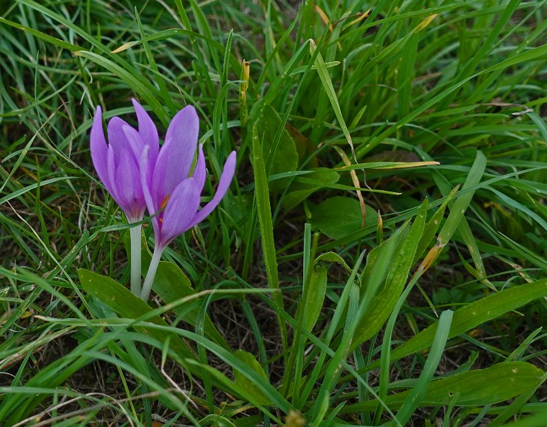 DSC01990
