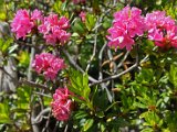 DSC06070.JPG