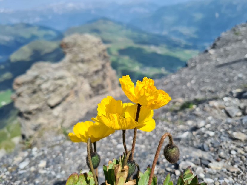 21 - gelber Mohn auf dem Gipfel des Piz Beverin