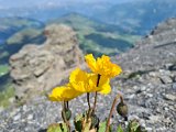 21 - gelber Mohn auf dem Gipfel des Piz Beverin.jpg