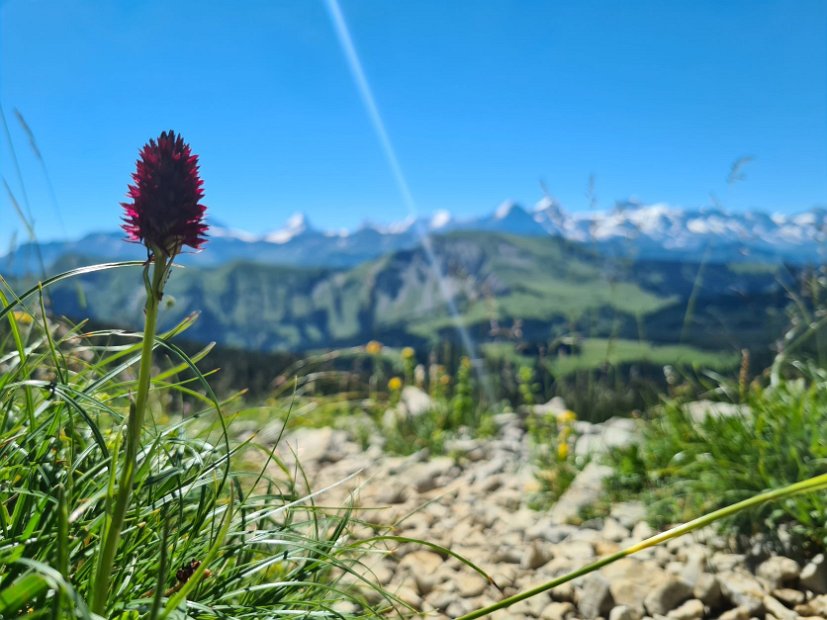 2. Tag EWF-PräsiTour 22 (10) - Aufstieg zum Hohgant.jpg